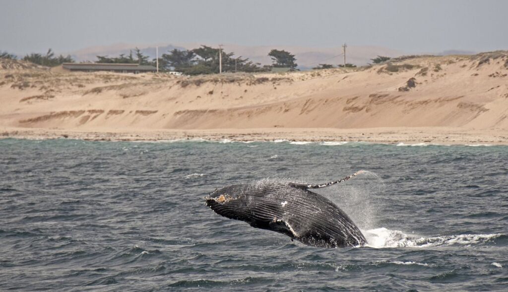 Humpback whale sightings is one of the things to do in Monterey