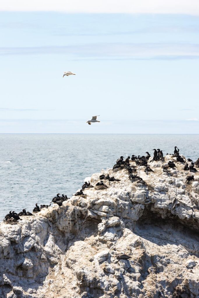 Bird Island things to do in Monterey