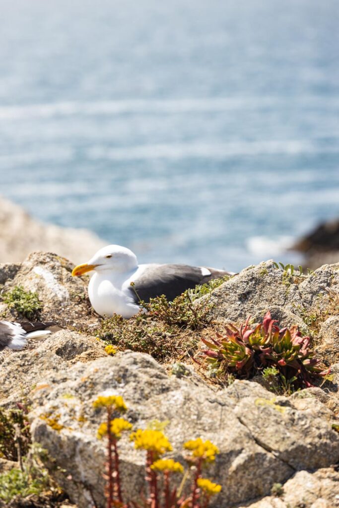 Seagull on Bird Island, Point Lobos, things to do in Monterey