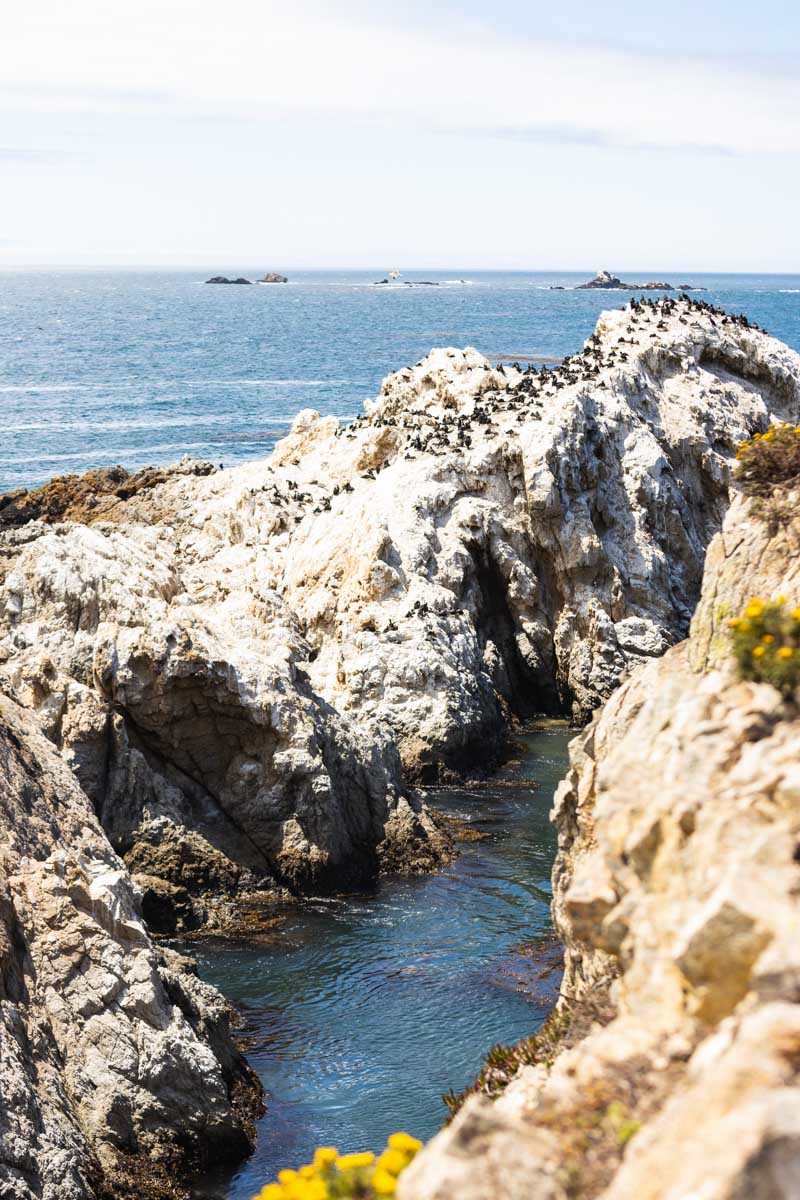 A flock of seabirds nesting on a rock by the ocean in Point Lobos.