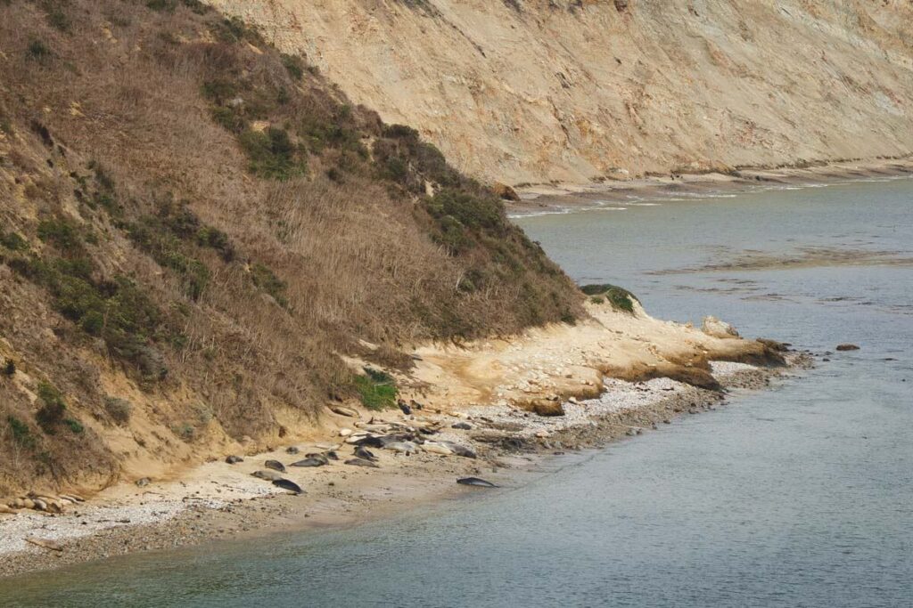 Elephant seals on Drake's Beach for hikes in Point Reyes