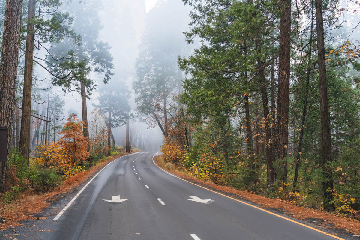 A misty road with fall colors running through trees in Yosemite National Park.