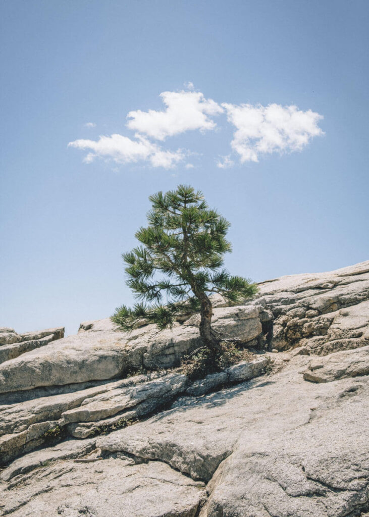 Lone pine tree on the Sentinel Dome hike