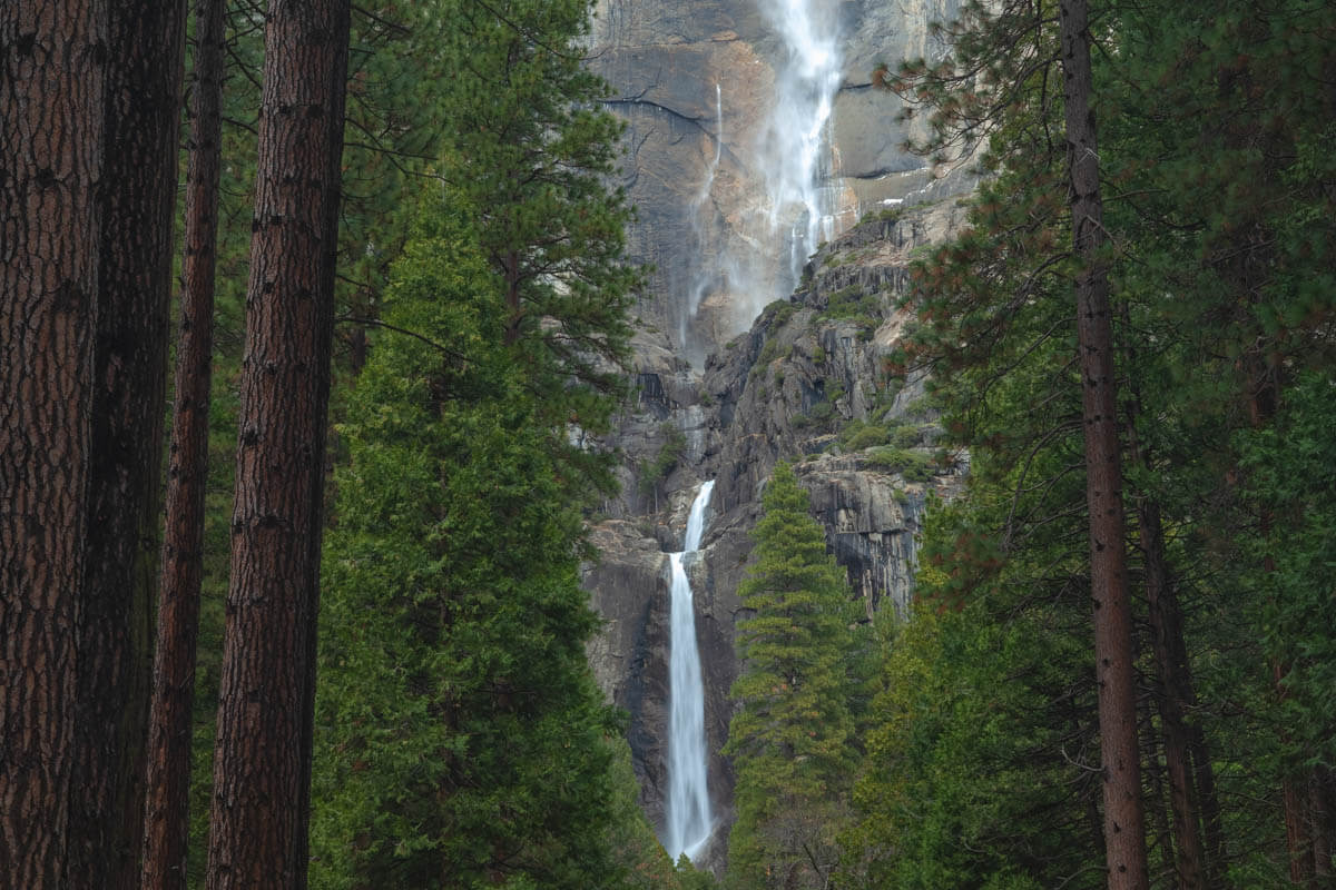 Lower Yosemite Falls framed by giant palm trees as it cascades down a cliff.