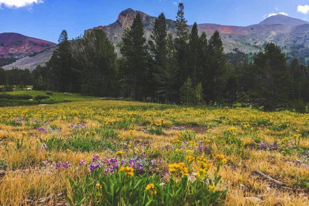 Wildflowers in meadow one of the best things to do in Yosemite