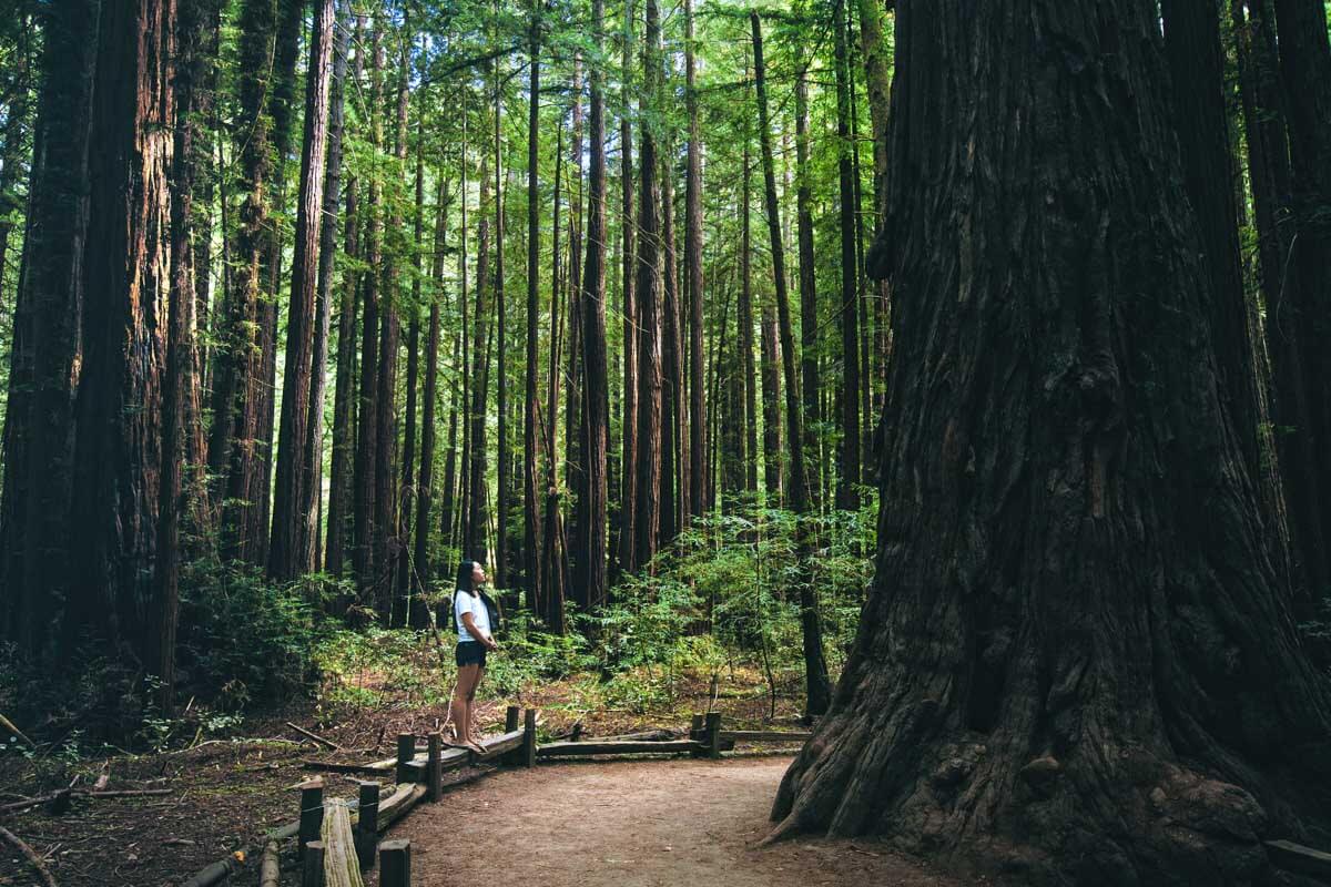 Woman standing beside a giant tree in the forests at Armstrong Redwoods State Natural Reserve.