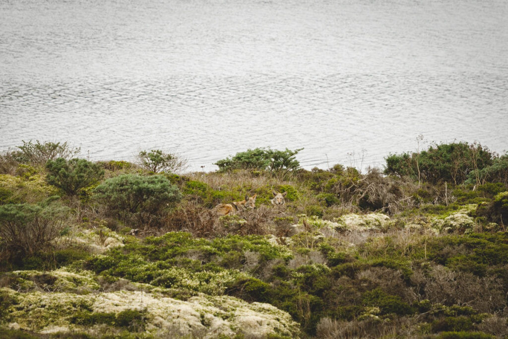 Coyotes at Abbotts Lagoon one of beaches in Point Reyes