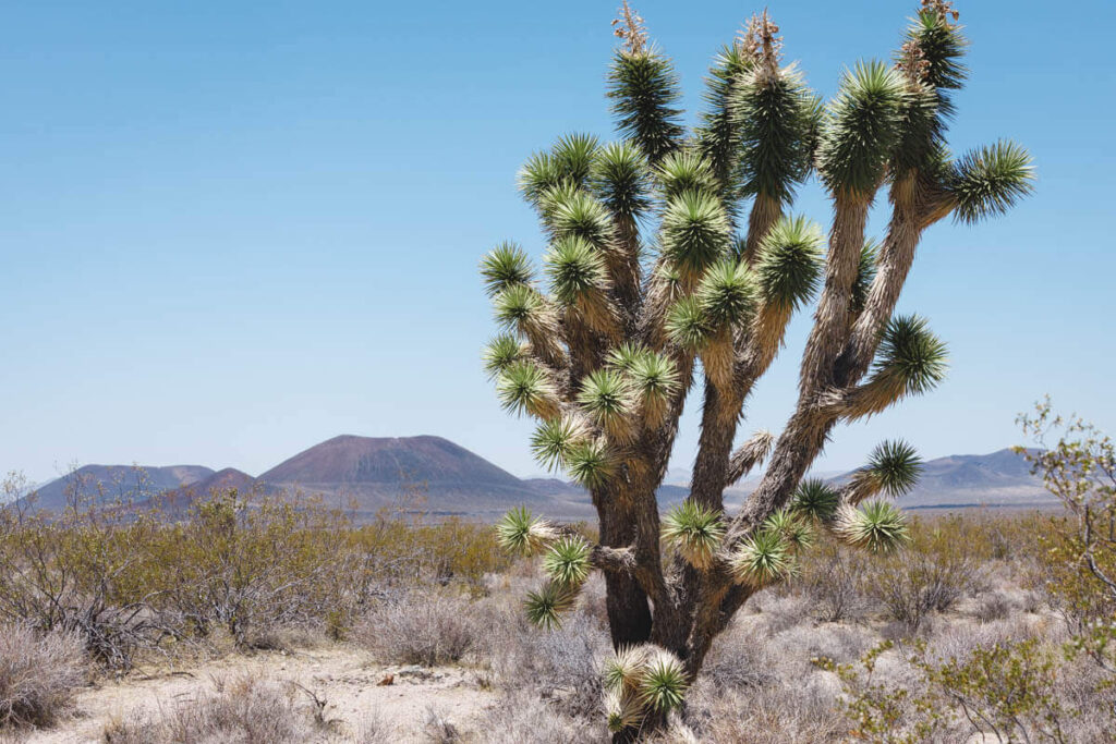 Joshua trees near the Mojave Desert Lave Tube