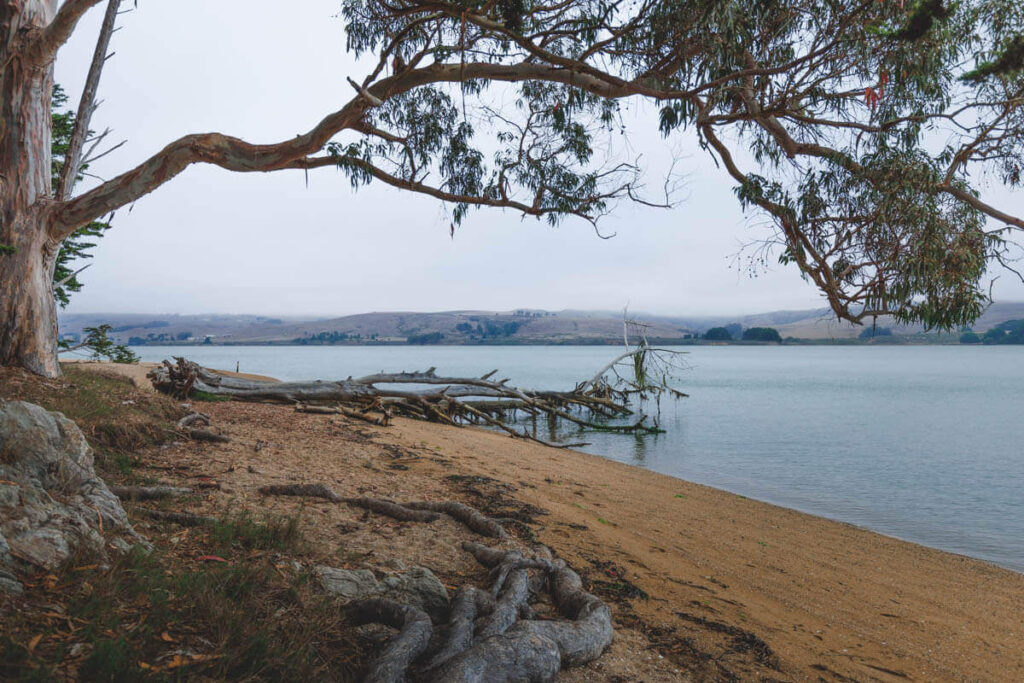 Fallen trees on Marshall Beach one of the beaches in Point Reyes