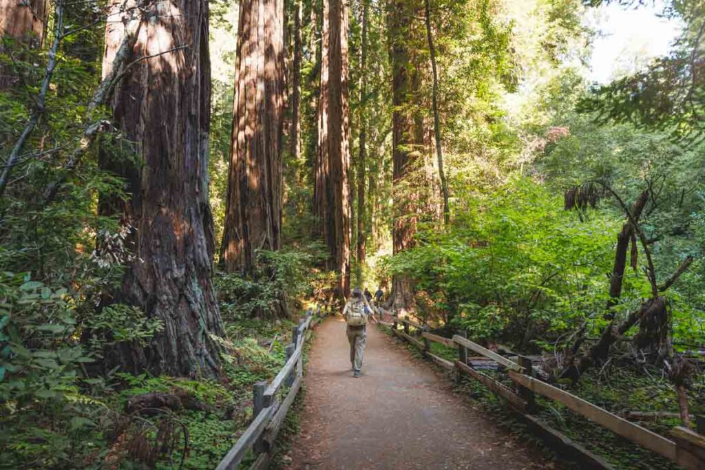 Hiker on trail in Muir Woods one of the things to do near Tomales Bay State Park.