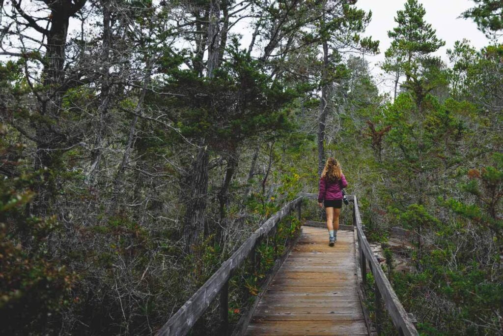 Hiker on the Pygmy Forest Trail, Van Damme State Park, one of the best things to do in Mendocino