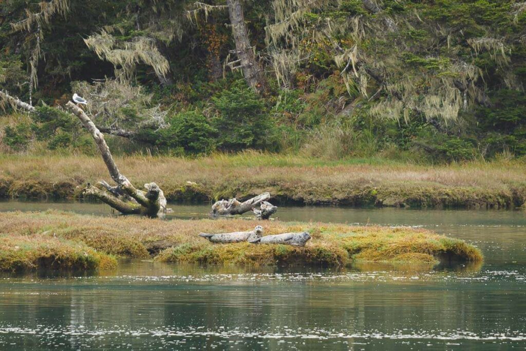 Seals basking on Big River Beach, one of the best things to do in Mendocino