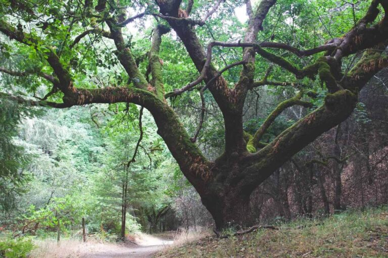 Large tree at Shiloh Ranch Regional Park for things to do in Santa Rosa