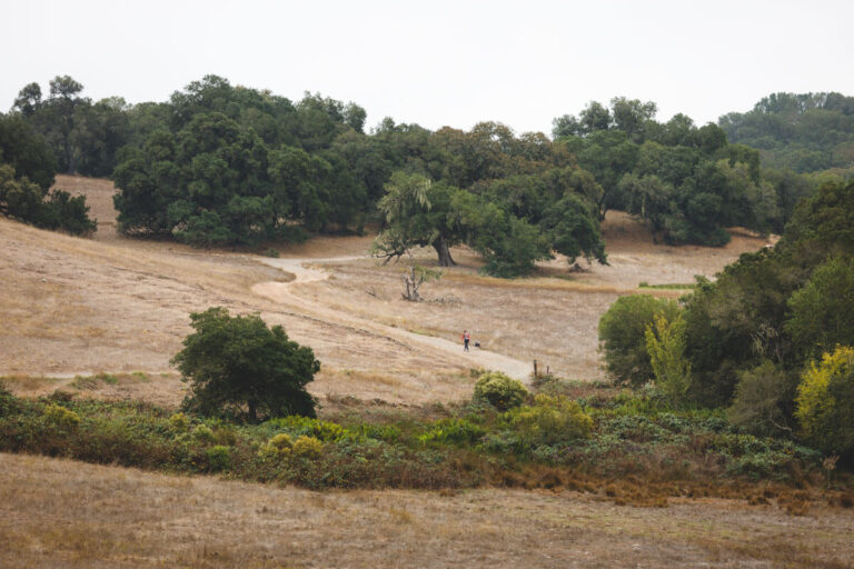Trails at Taylor Mountain Regional Park for things to do in Santa Rosa