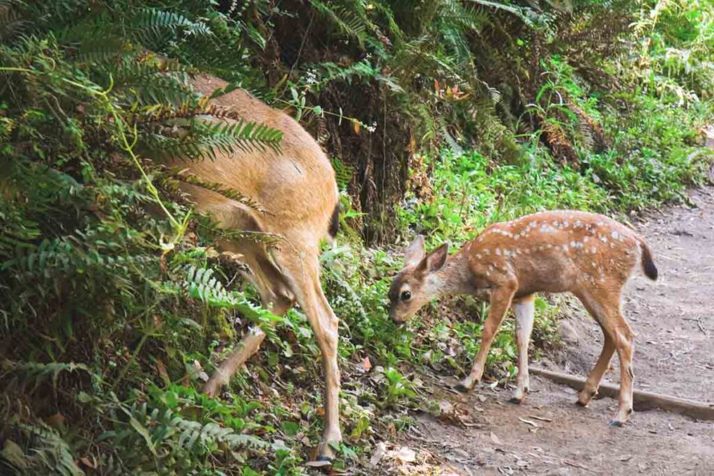 Deer on the Muir Woods trail