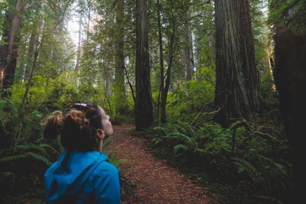 Nina looking at giant trees on Damnation Creek Trail in Del Norte Coast Redwoods State Park.