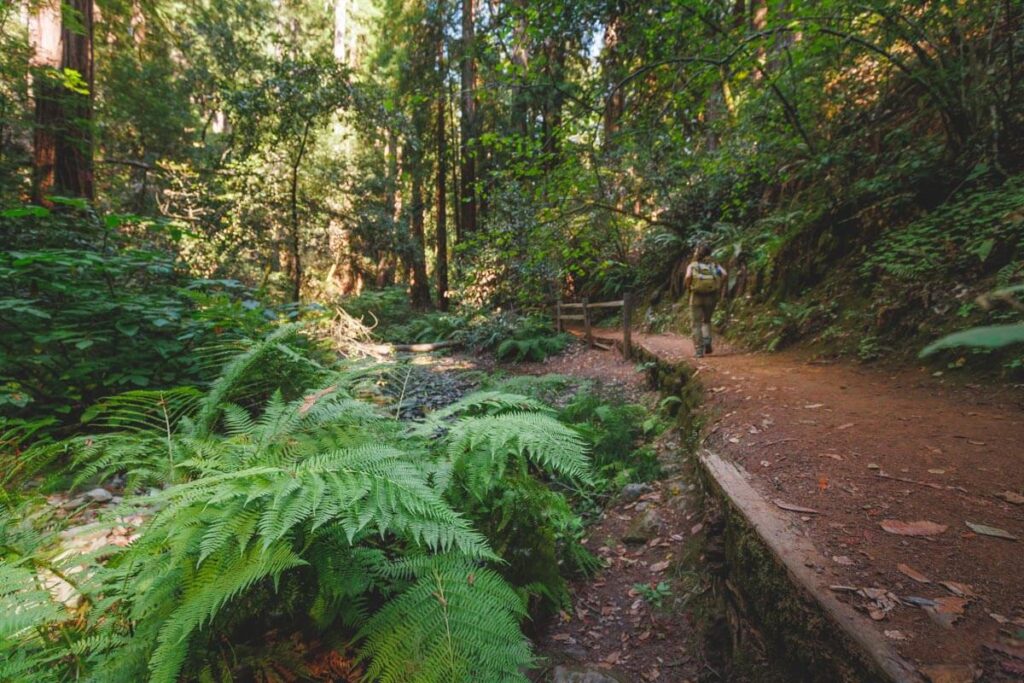 Hiking amongst ferns on the fern trail in Muir Woods.