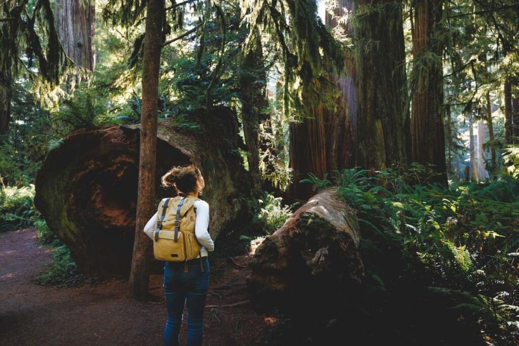 Nina is hiking along redwood trail near fallen redwood.