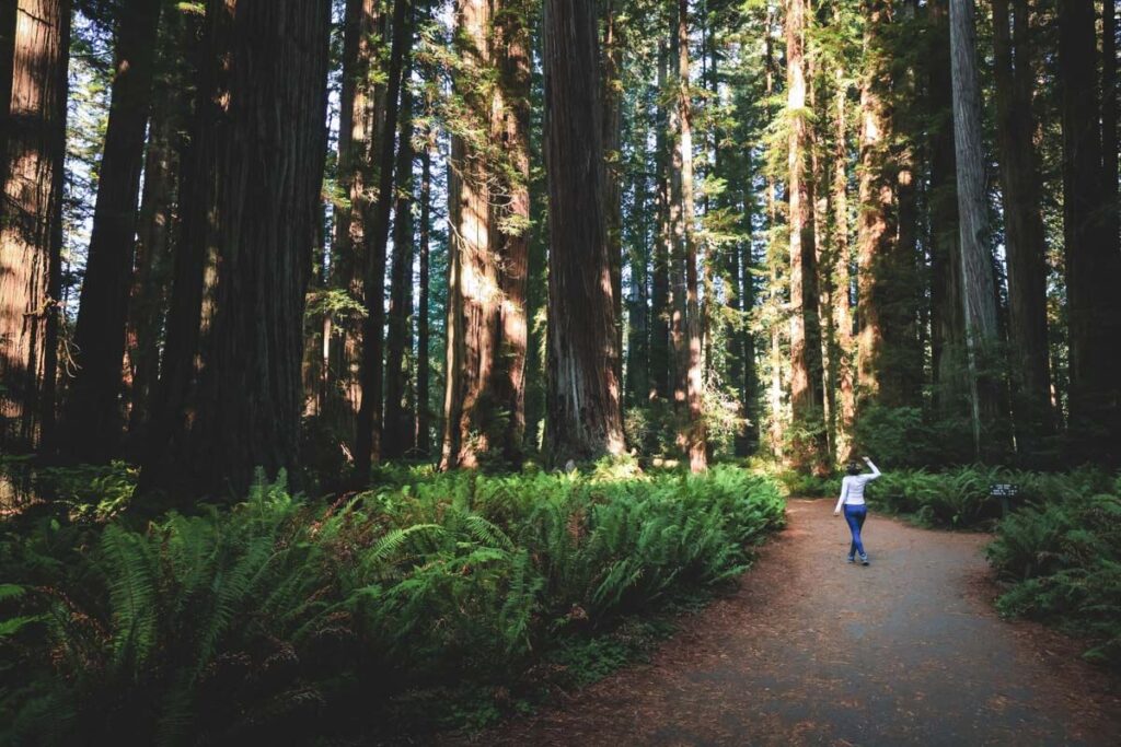 Nina hiking along Stout Grove Trail surrounded by huge redwood trees.