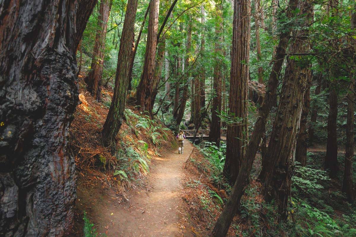 Hiking in Muir Woods National Monument