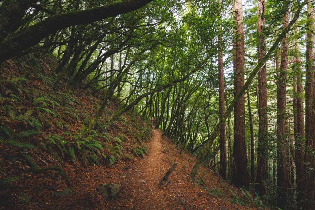 Redwoods hike in Muir Woods