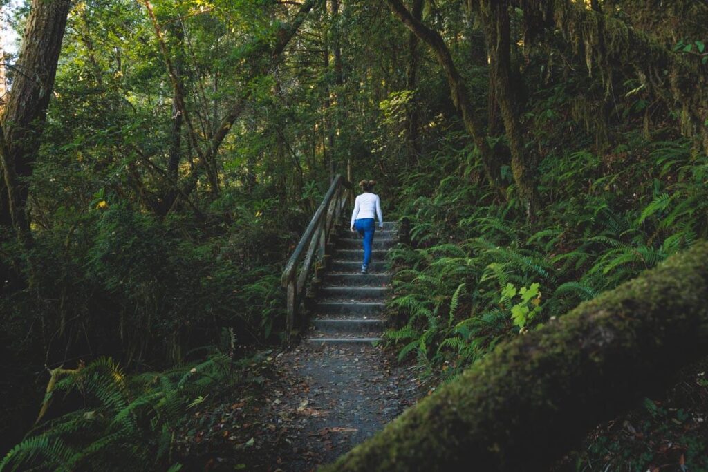 Hiking around Jedediah Smith redwoods