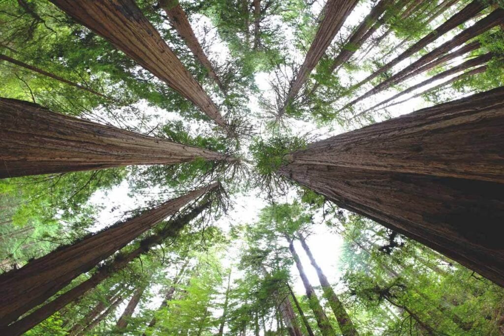 Looking up at redwood trees in Muir Woods