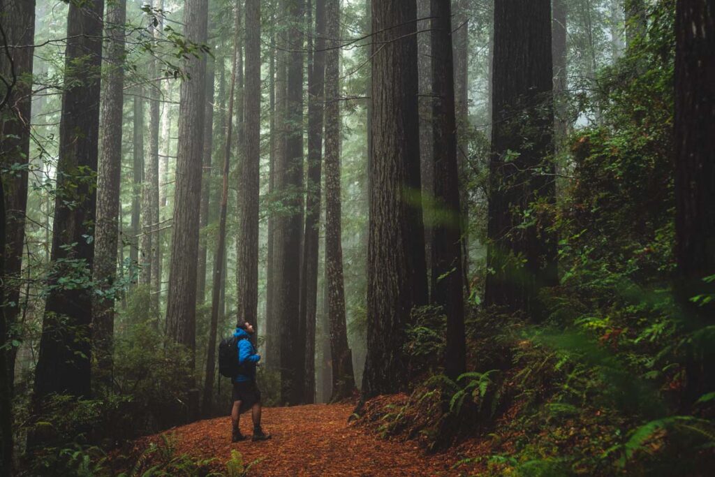 Oregon Redwoods just north of Crescent City