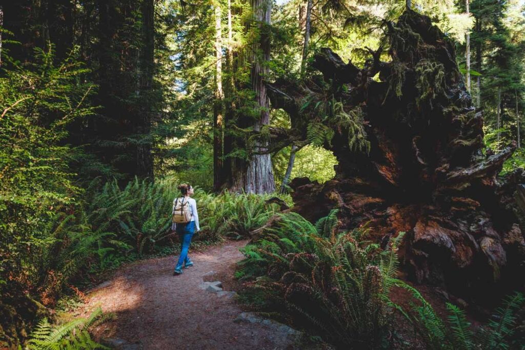 Walking along Simpsons Reed Redwoods State Park