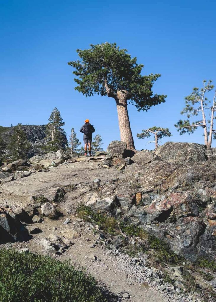 Hiker stands next to a lone tree on Heart Lake trail.