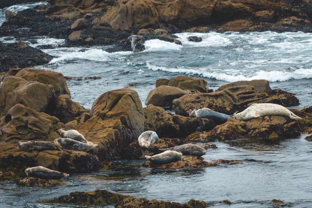 A group of sea lions basking on the rocks at the oceanside in Salt Point State Park.