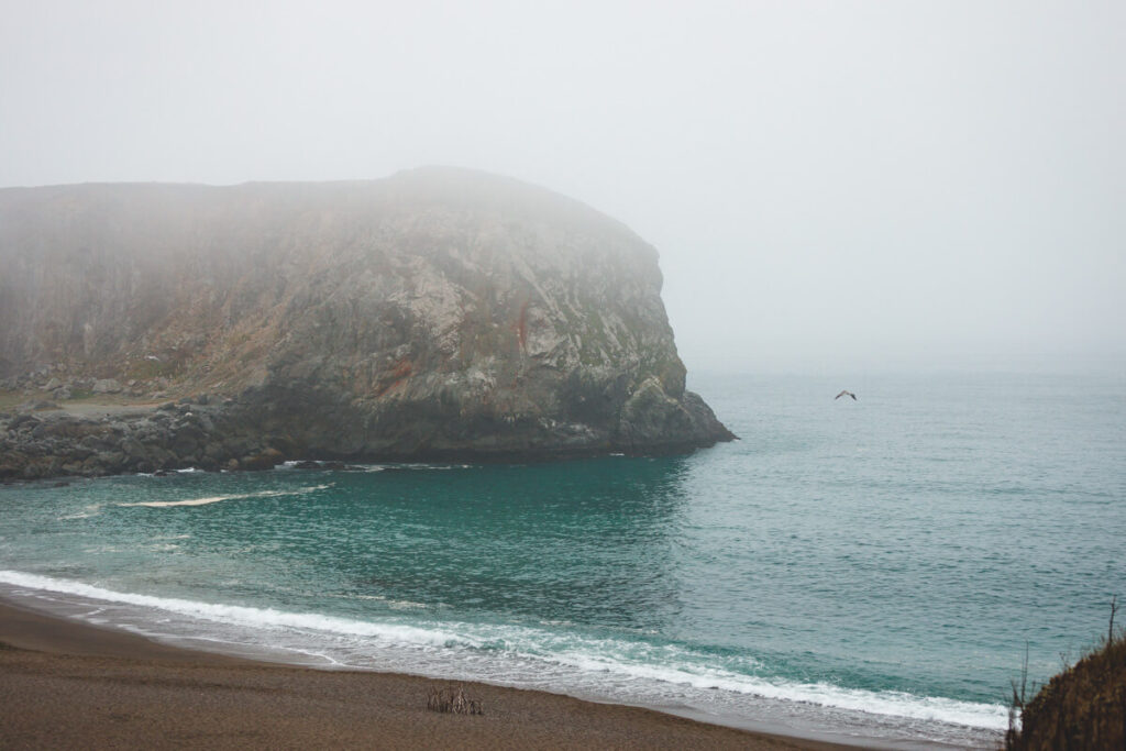 A seagull flying by goat rock on a cloudy day in Sonoma Coast State Park.