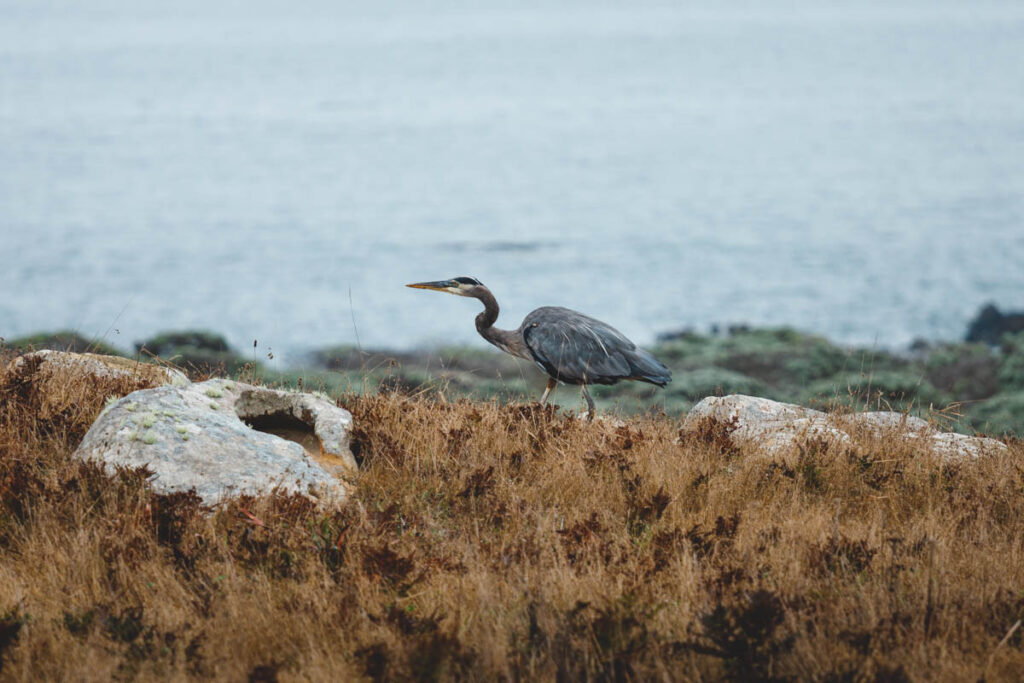 A heron searching for food by the oceanside in Salt Point State Park.
