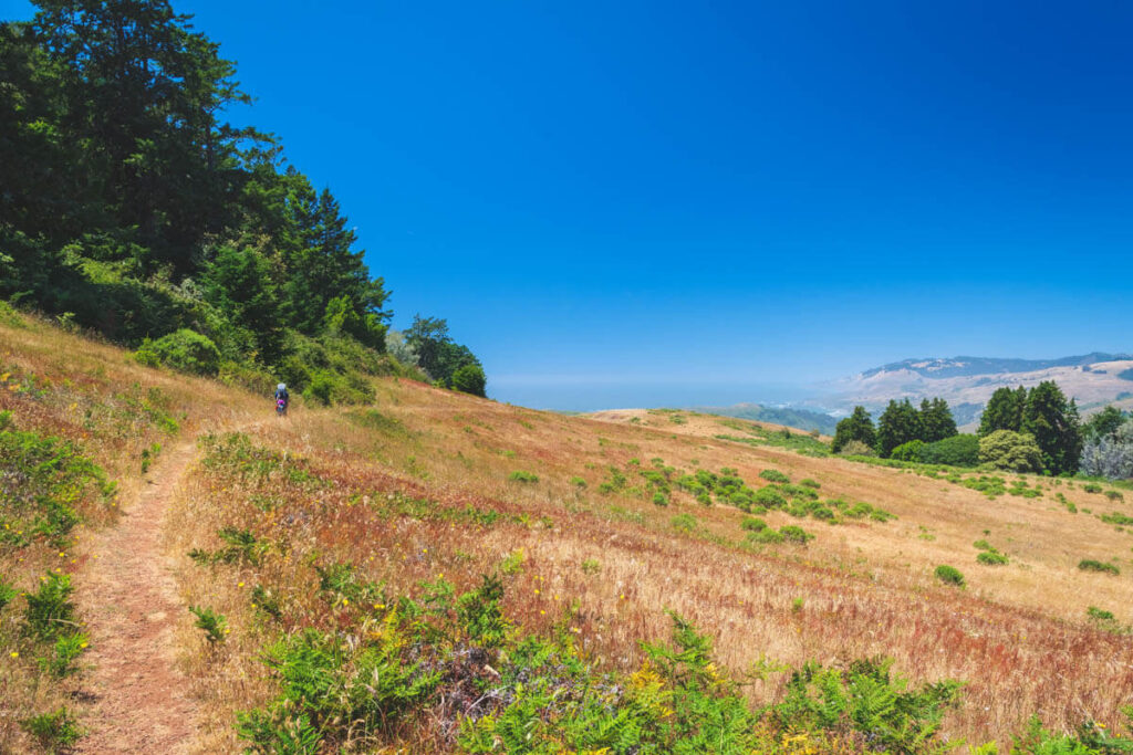 A hiker on a wild pathway along the Pomo Canyon Trail in Sonoma.