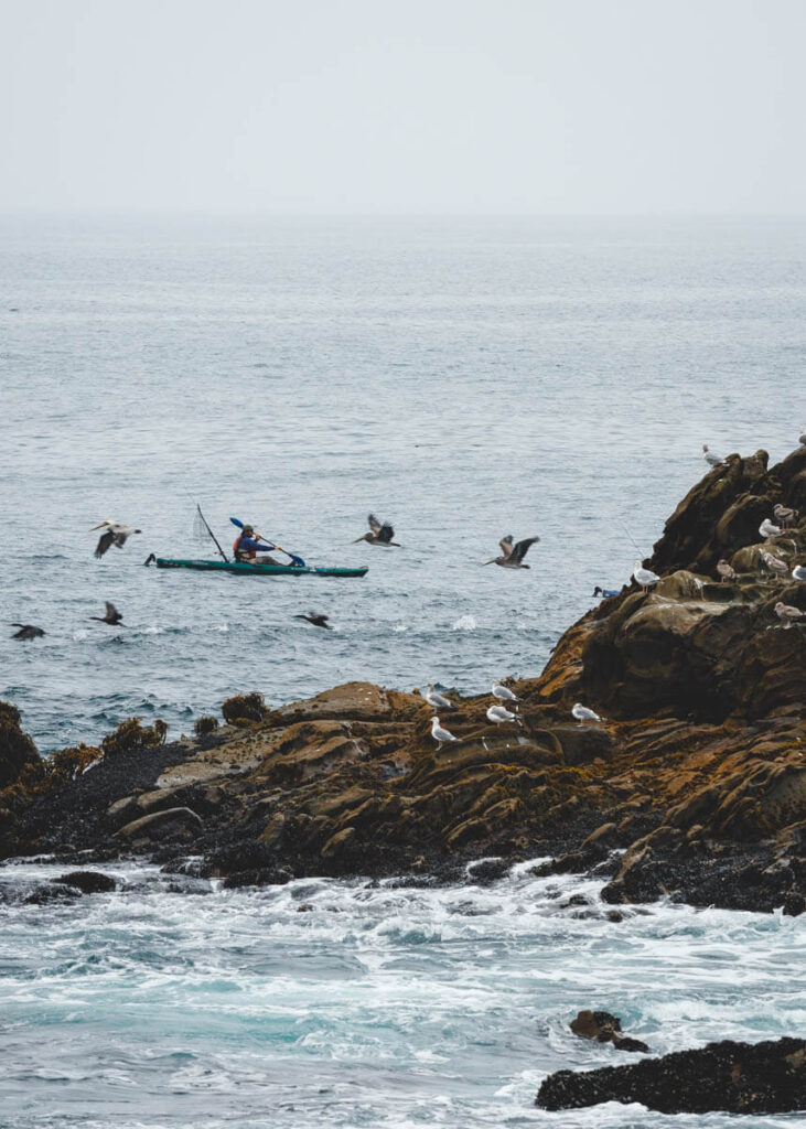 A kayaking fisherman paddling past an outcrop of rocks in the oceans that's covered in sea birds.