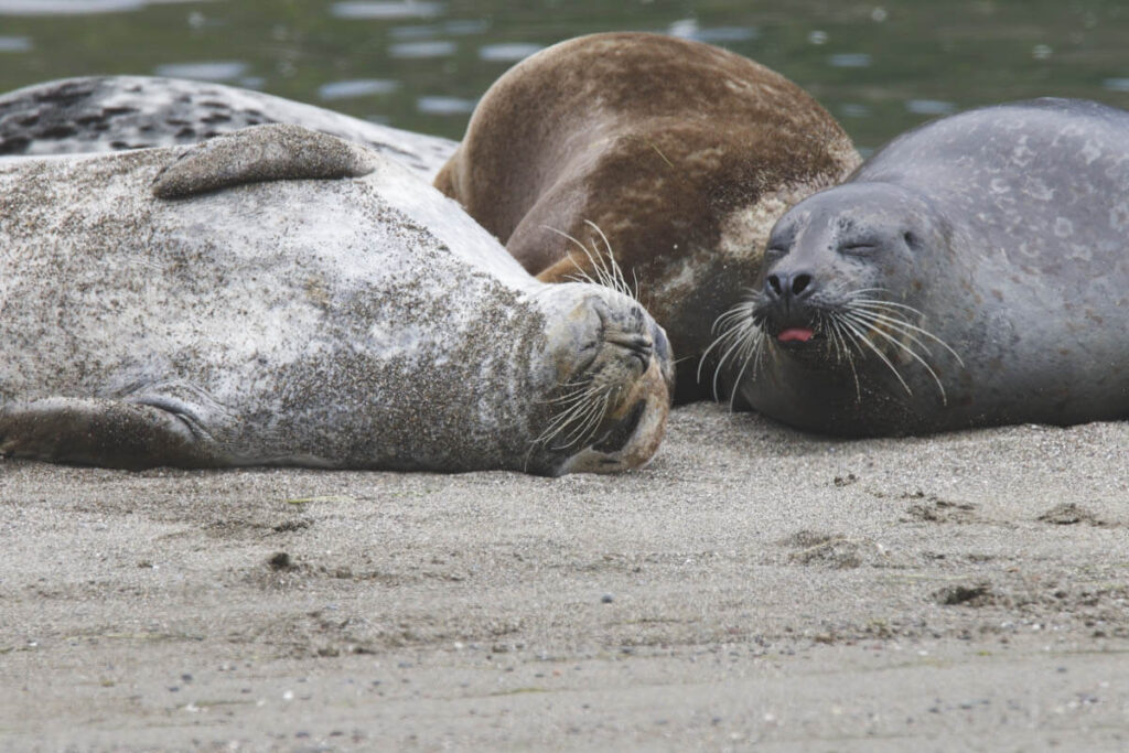 A cheeky sea lion poking its tongue out at his sleeping friend on Jenner Beach in Sonoma County.