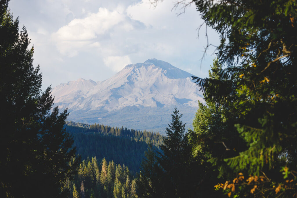 Mount Shasta in the distance framed by beautiful evergreen trees.