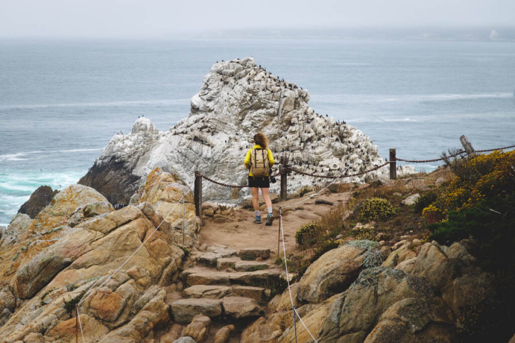 A female hiker in yellow stopped on the Cypress Grove Trail to bird-watch in Point Lobos State Natural Reserve.