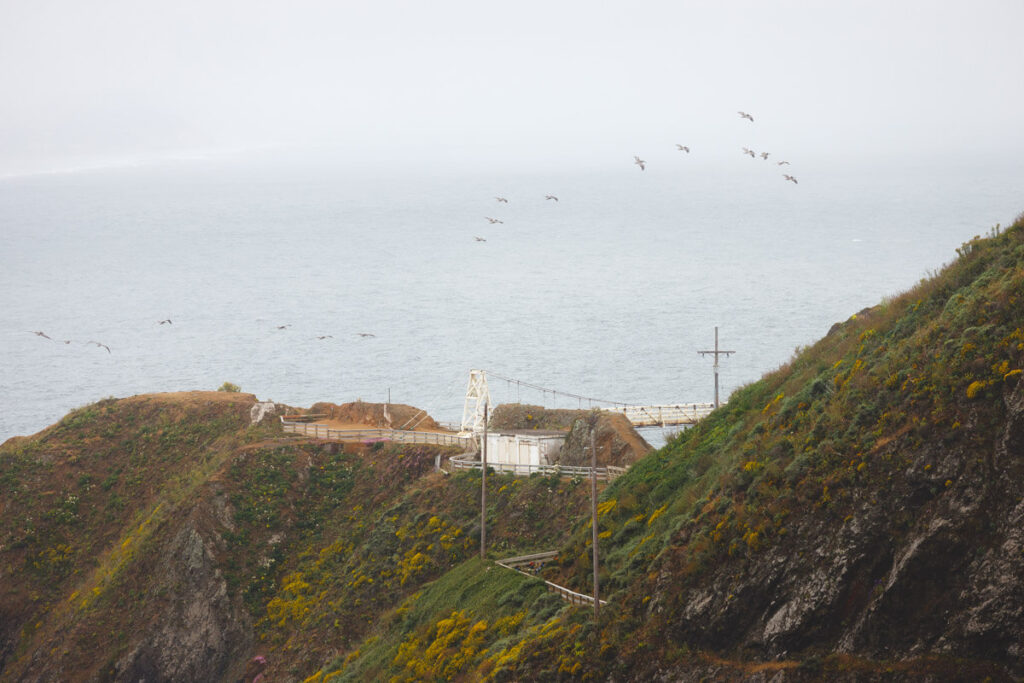 A flock of birds flying over Point Bonita Lighthouse Trail.