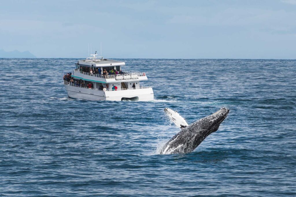 A breaching whale while people on a boat look on near Big Sur.