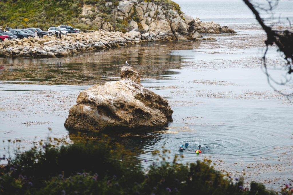 Two people snorkeling in Point Lobos State Natural Reserve while a seagull sits on a rock next to them.