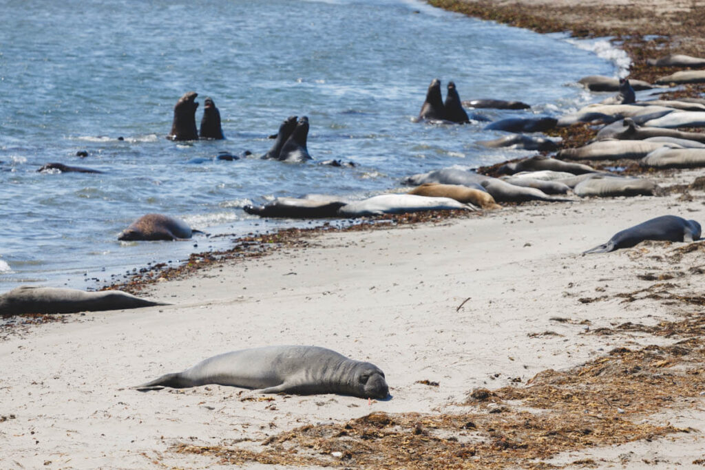 Elephant seals basking on the beach in Año Nuevo State Park.