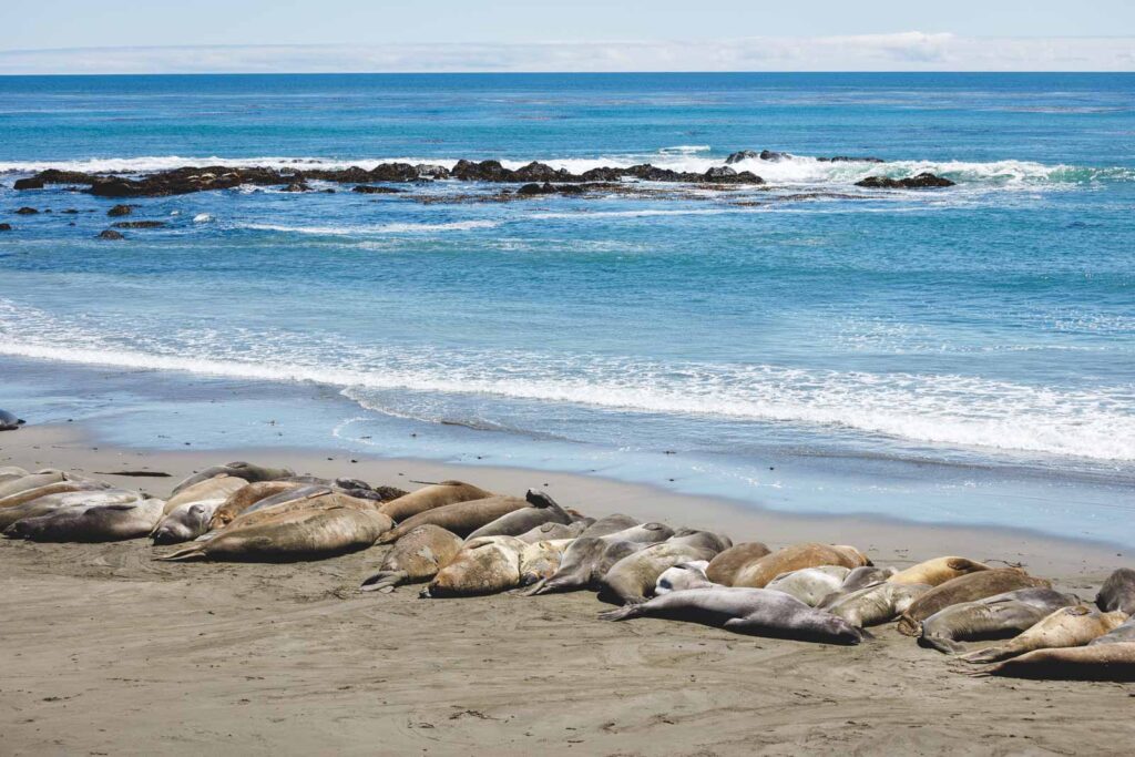A group of elephant seals sleeping together on a beach along the Boucher Trail in Big Sur.