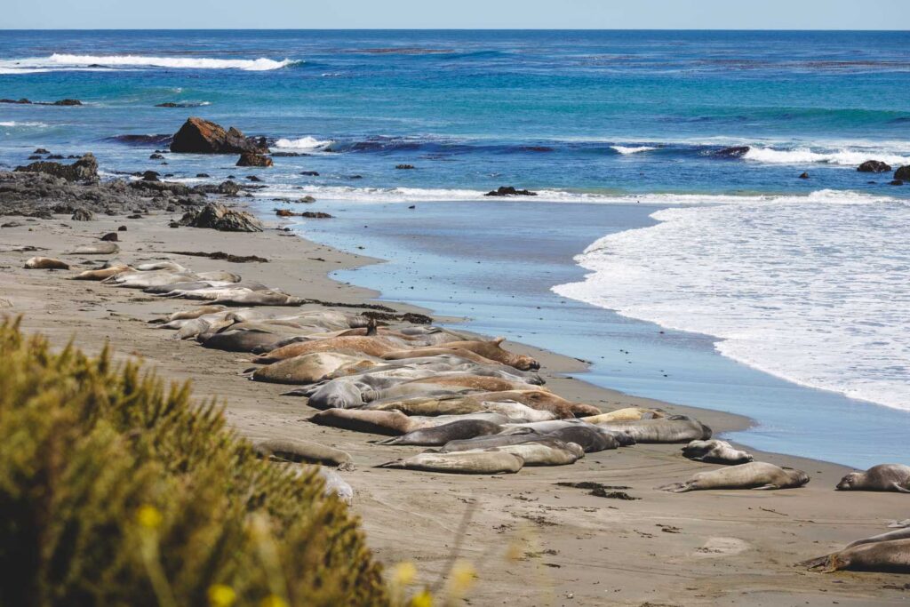 Elephant seals all sleeping together on a beach along the Boucher Trail in Big Sur.