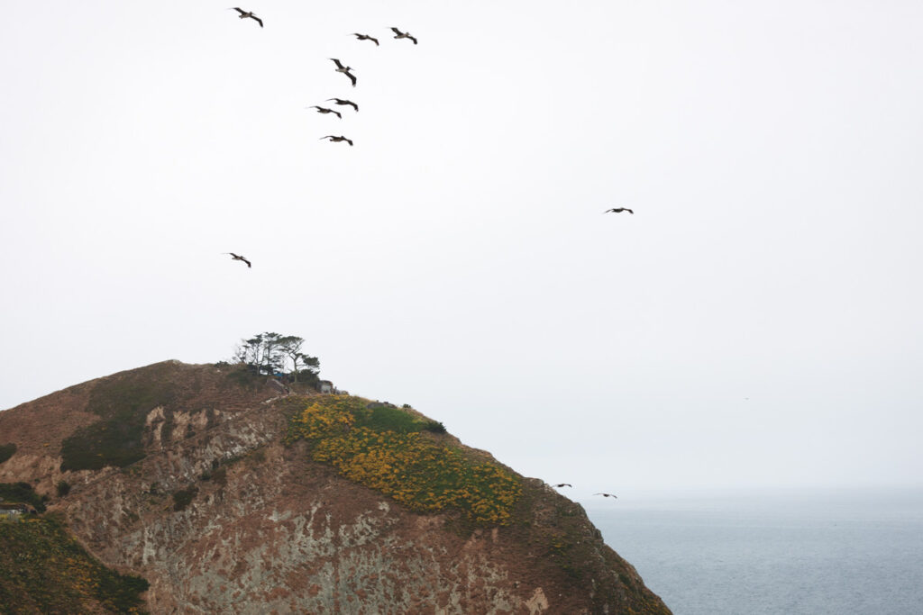 A flock of birds flying over a cliffside on an overcast day along the Devil's Slide Trail.