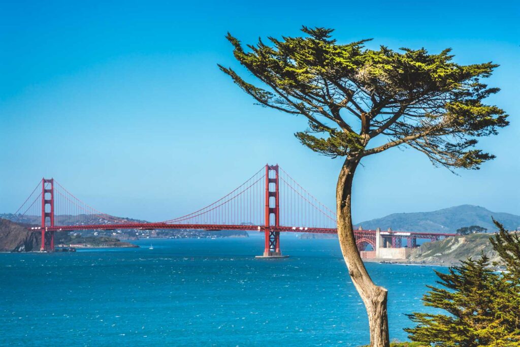 A view of the distant Golden Gate Bridge with a tree in the foreground from Lands End Trail on a sunny day.
