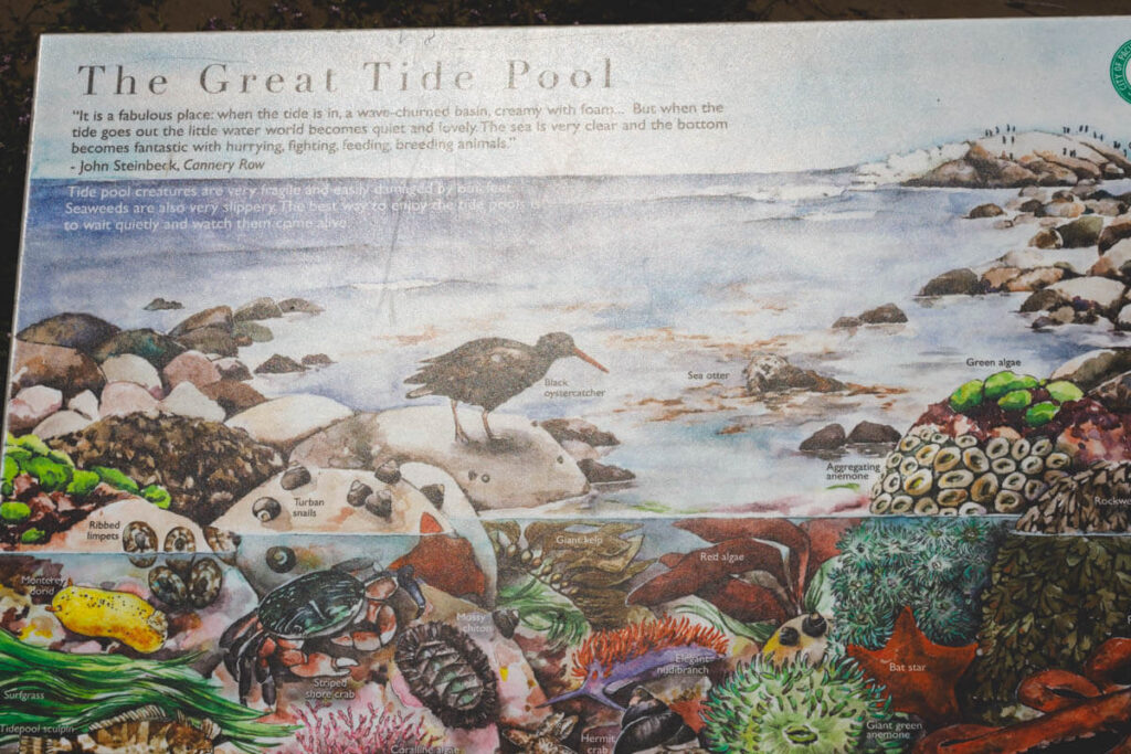A detailed information sign about the Great Tide Pool at Weston Beach in Point Lobos.