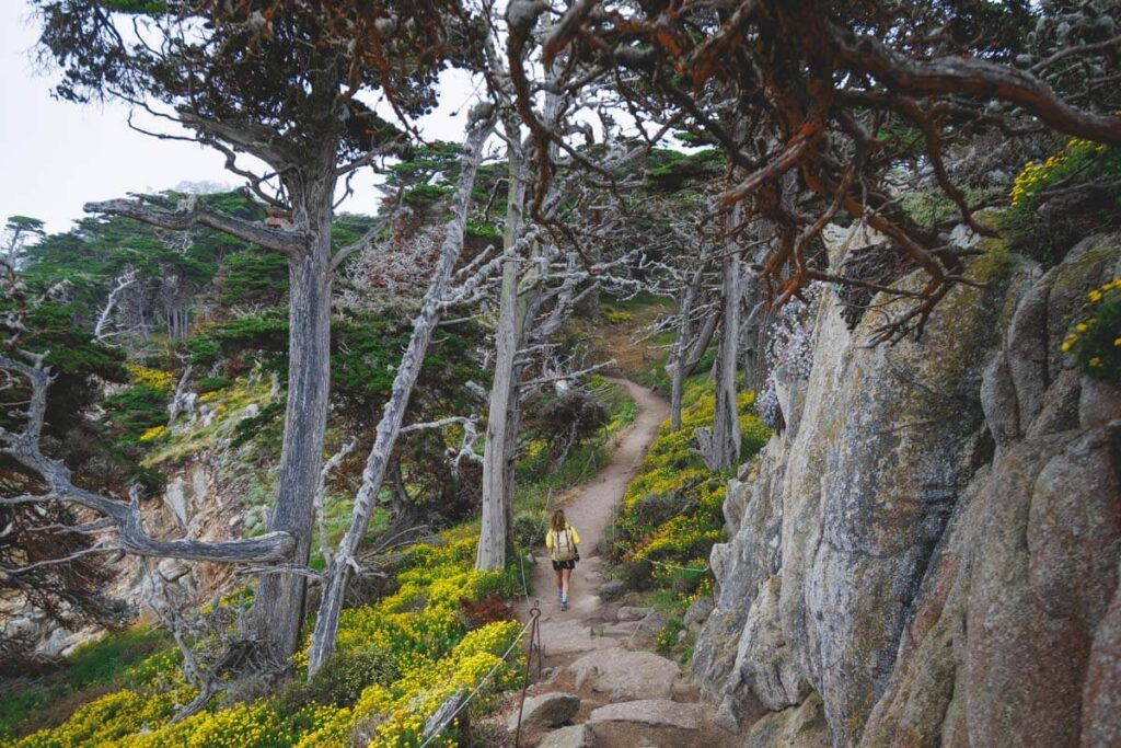 A hiker walking beneath cypress trees covered in red moss along the Cypress Grove Hike in Point Lobos.