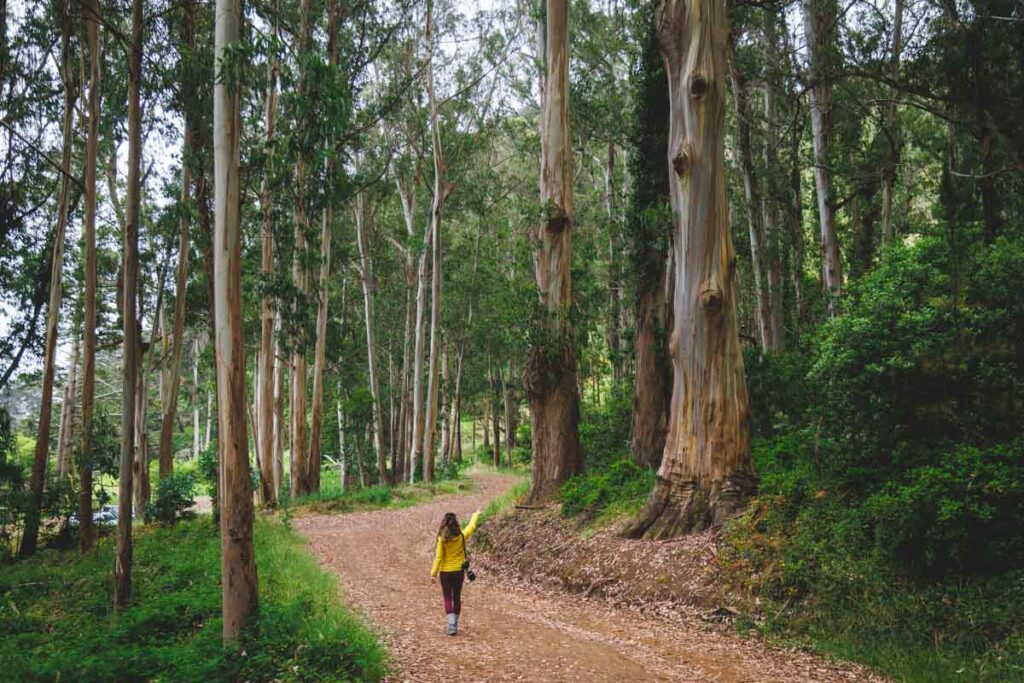 A female hiker dwarfed by trees along the Kirby Beach Trail in San Francisco.