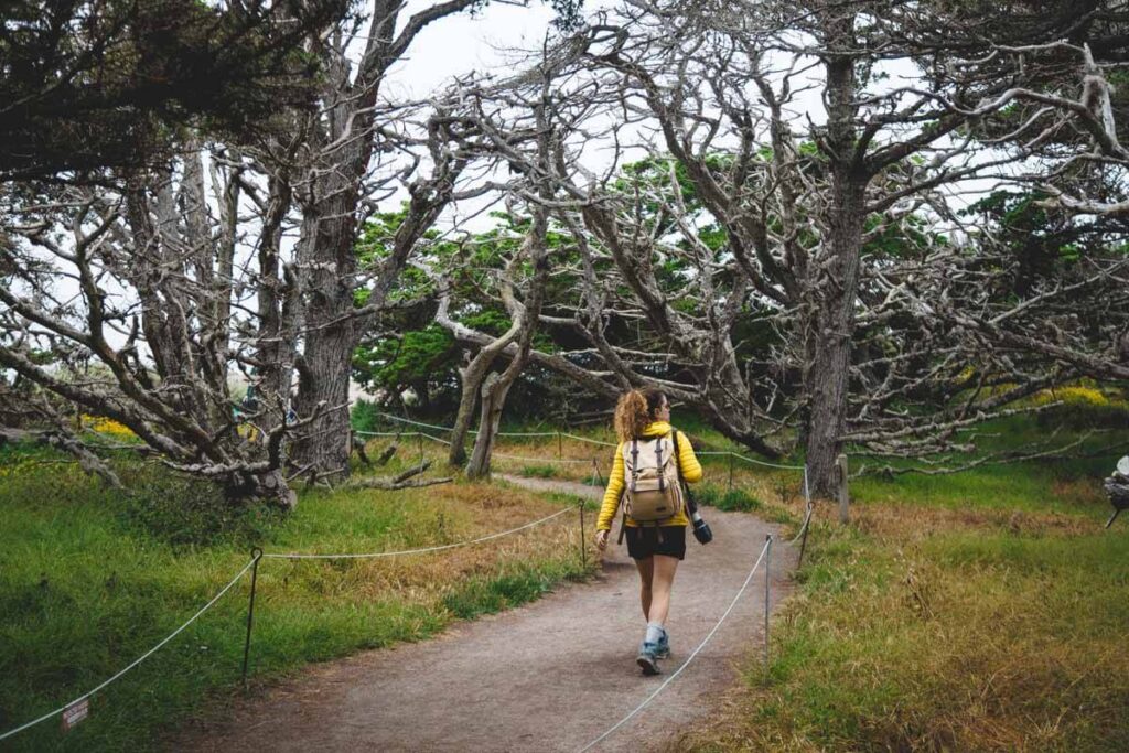 A female hiker in yellow and carrying a camera walking along a path through leafless cypress trees.